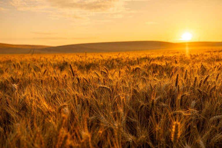 golden hour wheat field