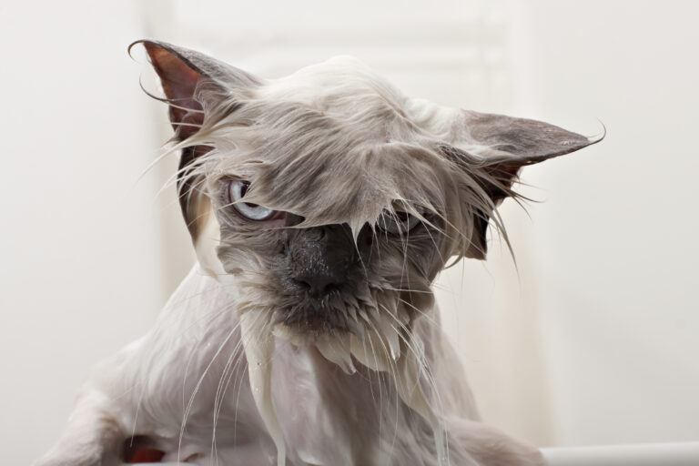 A wet cat looks angry.