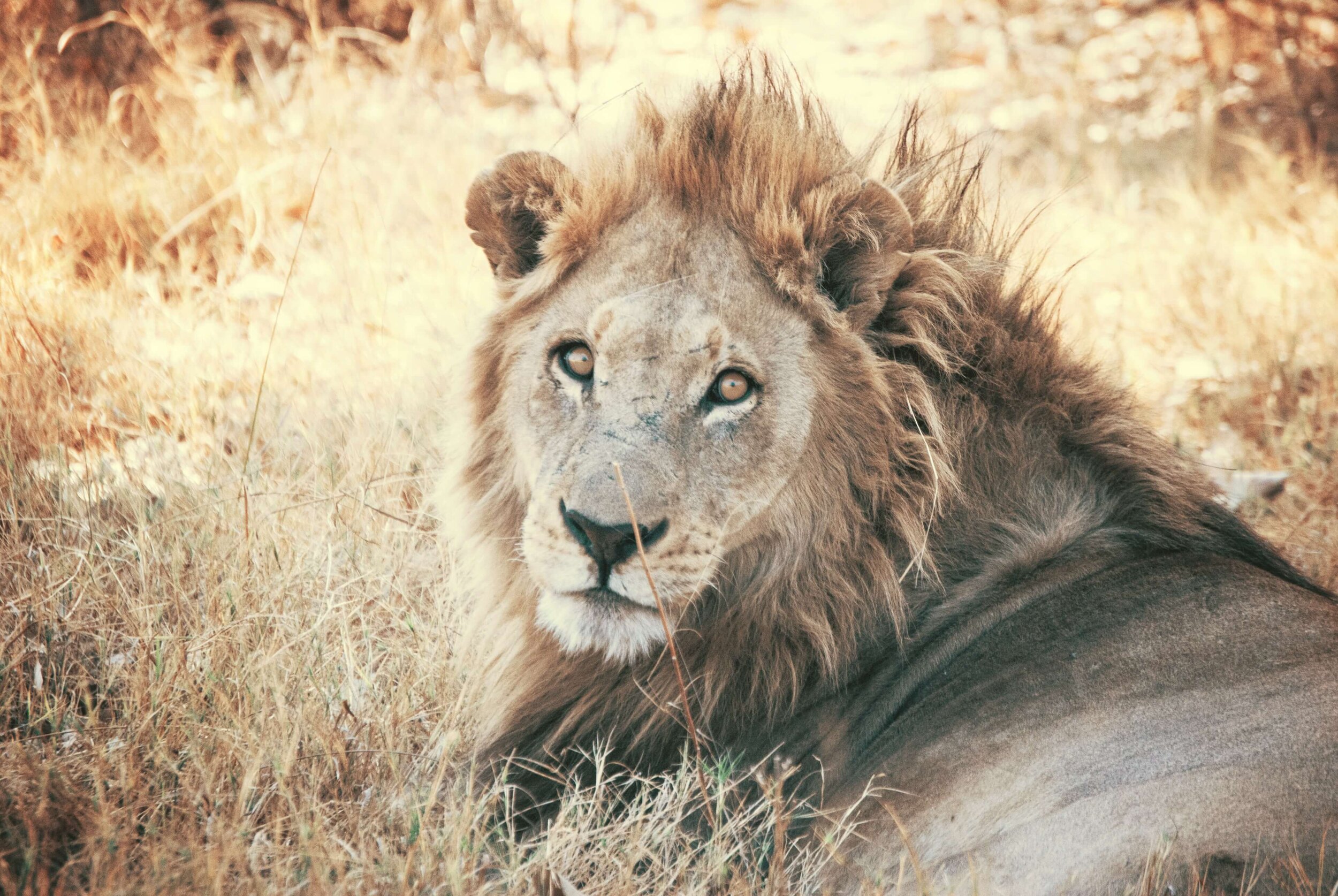 A male lion.