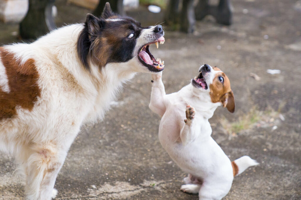 small and large dogs fighting