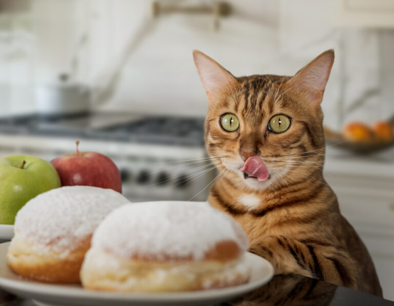 A funny red cat licks his lips while looking at donuts. Choosing between unhealthy and healthy food.