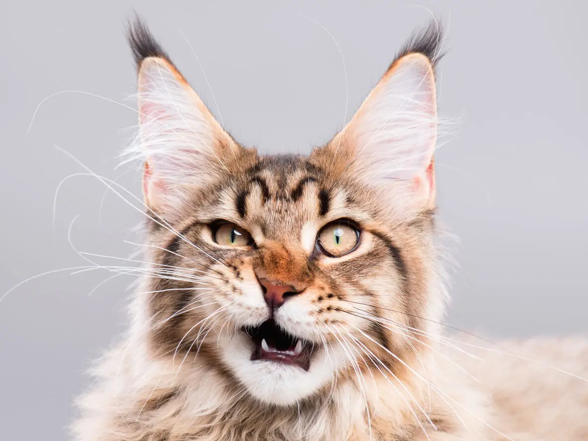 Silly cat