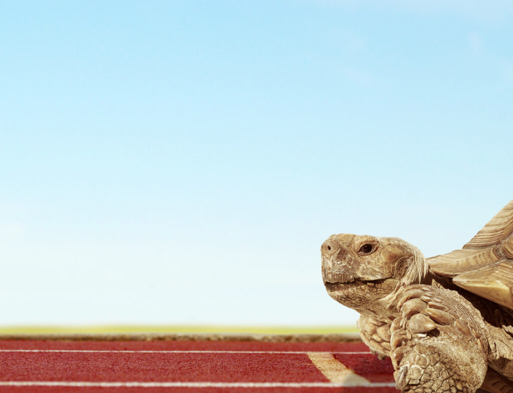 slow start tortise
